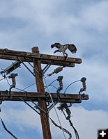 Lucky Osprey. Photo by Lena Slate.