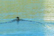 The Loon Red Eye. Photo by Dave Bell.