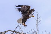 Freedom Bird. Photo by Dave Bell.