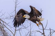 Up And Away. Photo by Dave Bell.