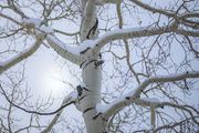 Aspen Texture. Photo by Dave Bell.