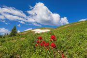 Lonely Paintbrush. Photo by Dave Bell.