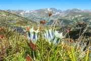 Teton-Yellowstone-Beartooth-Chief Joseph-Aug 14-17