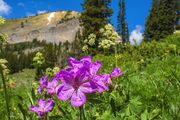 Wyoming Range-July 18