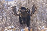 Grand Teton Setting Moon and Moose-Oct 29